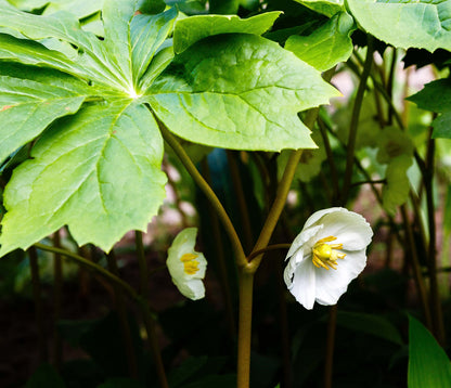Mayapple Plant (Podophyllum peltatum) 2.5 inch Pot - Organic - American Mandrake, Devil's Apple, Duck's Foot, Hog Apple, Indian Apple, Mandrake, May Apple, May-Apple, Raccoonberry, Umbrella Leaf