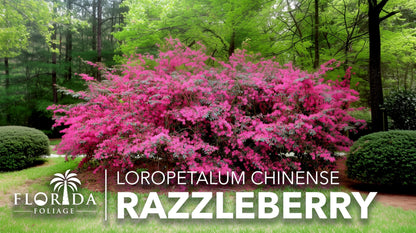 Loropetalum Razzleberry | 3 Live Plants | Loropetalum Chinense | Evergreen Shrub | Vibrant Pink Flowers | Fast Growing | Low Maintenance | Ornamental Bush | Outdoor Landscaping