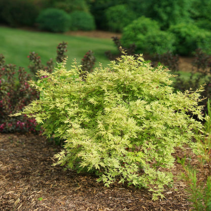 Proven Winners Metamorphosa Japanese Maple (Acer palmatum) Live Plant, 4.5" Qt, 4 Pack