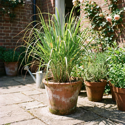 8 Lemongrass Plants Live 4-8 Inch Tall, Large Fragrant Lemon Grass Herbs Stalks for Container, Patio, or Garden, Well Rooted, High Yield