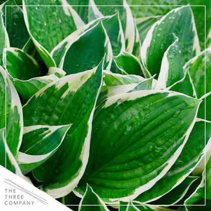 Live Hosta 'Patriot', Flowering Shade Perennial Plant, 12" Tall by 8" Wide in a 2.5 Qt Pot