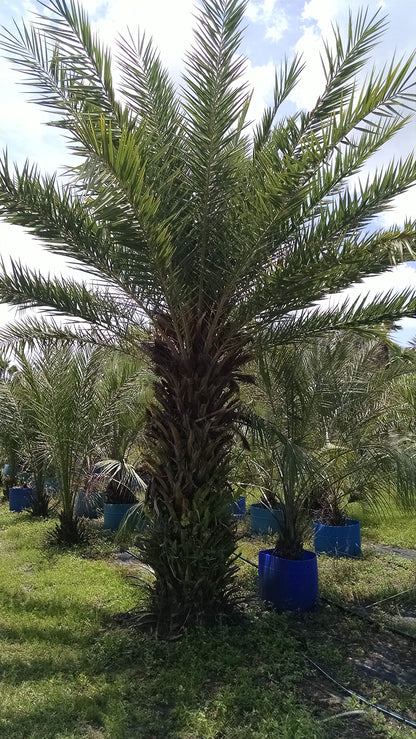 1 Live Plant Medjool Date Palm Tree | Phoenix Dactylifera Plant Seedling 9+”