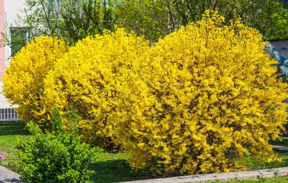 Votaniki Forsythia Lynwood Gold 1-2 Ft Plant - Perennial, Lynwood Variety, Fast Growing Tree | Forsythia Lynwood Gold Shrub - Low Maintenance Flower Plants (2 Pack)