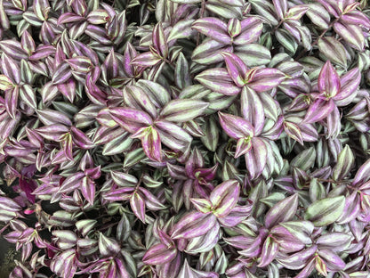 Purple Wandering Jew Plants in 4 Inch Pots (2) Please DO NOT Order in Severe Weather Conditions, These Plants DO NOT Ship Well in Extreme Heat and Cold