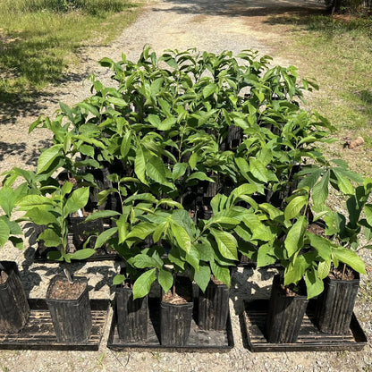 Pawpaw Tree Live Plant, 6-14 Inch Tall, Quart Pot, Cold Hardy Paw Paw Plant Live, Pawpaw Fruit Tree for Outdoor Planting