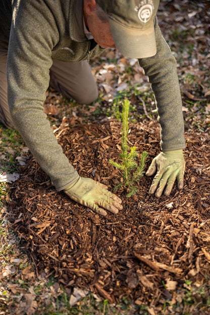 Colorado Blue Spruce Tree Plug Seedlings | 6"-12" | Arbor Day Foundation (3-Pack)