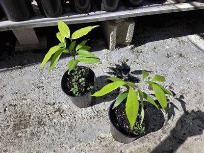 Lychee Fruit Tree Live Plant, Litchi chinensis, Seed Grown 8-12 Inch, Tropical Fruit Tree for Outdoor Growing, USDA Zones 9-11
