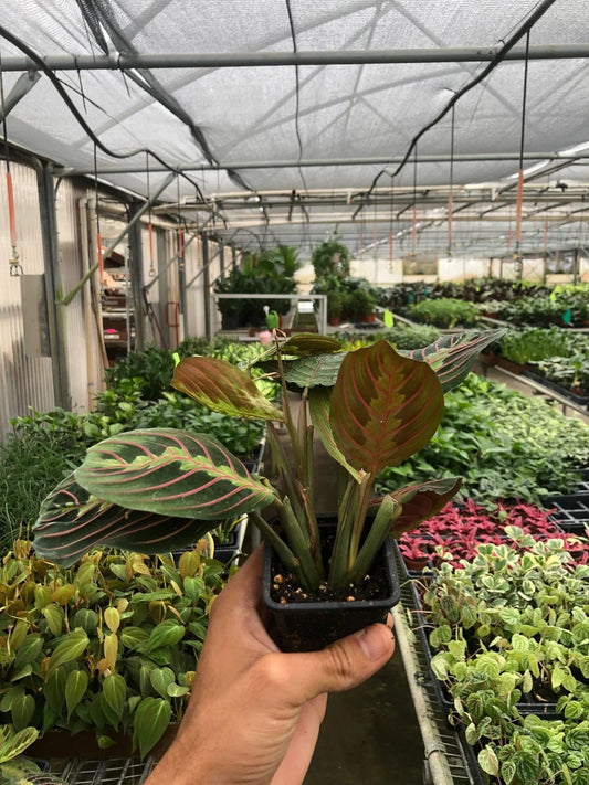 Maranta Red Prayer | Live Plant for Indoor & Outdoor | for Living Room, Office, Bathroom | (3" Pot)