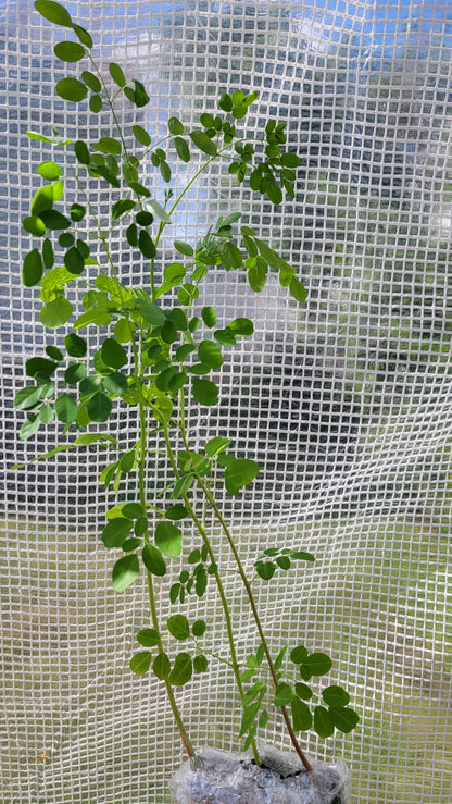 Moringa Tree Live 1 Moringa Plant with Free Moringa Seeds. Drumstick Tree - Miracle Tree - Malunggay - Easy to Grow - Herb - Vegetable - Nutrient-Dense