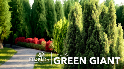 Thuja Arborvitae Green Giant - 5 Live Quart Size Plants - Evergreen Privacy Trees