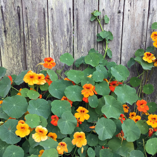 Organic Nasturtium Plant (Tropaeolum majus)- Live Plant in 2.5-inch Pot - Edible Flowers with Peppery Taste for Salads by Smoke Camp Crafts