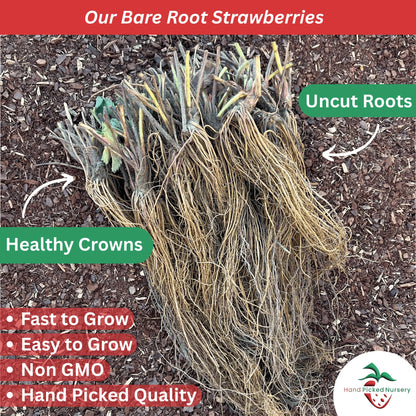 Strawberry Garden Variety Pack, 20 Plants (10 of Each) - Everbearing and June Bearing Bare Root Strawberry Plants from Hand Picked Nursery