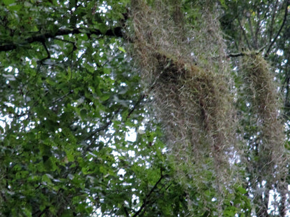 New, Fresh Organic Spanish Moss Live Air Plant OVERSTUFFED Quart Bag Picked from Our Farm & Area.You Buy, we Pick!