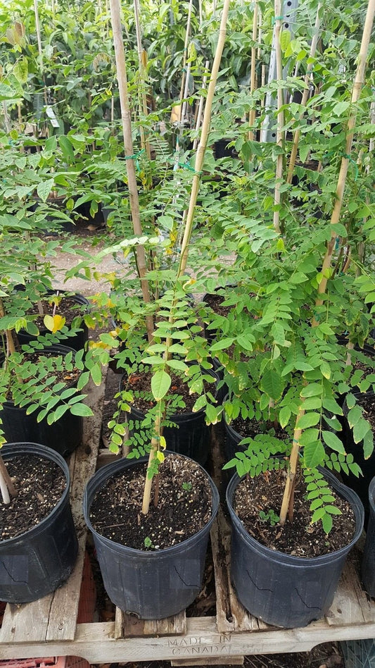 9EzTropical - Star Fruit Tree - Grafted Tree - 3 to 4 Feet Tall - Ship in 3 Gal Pot