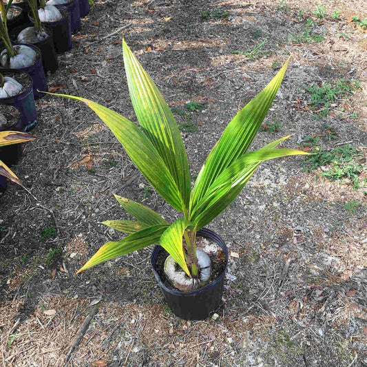 Coconut Palm Tree Plant, Malayan Dwarf, Green, 2 feet, No Ship to CA, TX, AZ