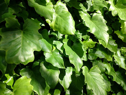 Philodendron Hope - Live Starter Plant - Thaumatophyllum Bipinnatifidum - Rare and Elegant Indoor Houseplant