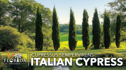 Italian Cypress | 3 Large Trade Gallon Size Trees | Cupressus sempervirens | Narrow Evergreen Plants | Tall Privacy Landscaping | Upright Ornamental Outdoor Plant