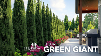 Thuja Arborvitae Green Giant - 5 Live Quart Size Plants - Evergreen Privacy Trees