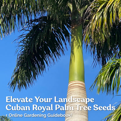 KVITER 20 Cuban Royal Palm Tree Seeds for Planting (Roystonea Regia), Palma Real Cubana – Rare Exotic, Fast-Growing, Majestic Palm Seeds – Perfect for Backyards, Tropical & Subtropical Gardens