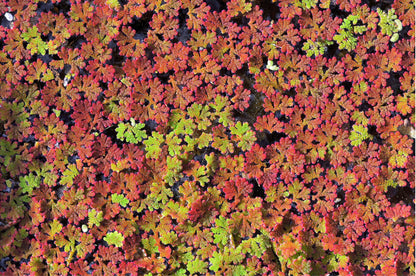 Azolla caroliniana 25 + Plants Live Floating Pond Plant Mosquito Fern Water Velvet Fairy Moss Aquarium Outdoor Ponds Fast Growth Outcompetes Algae Fish Food filiculoides
