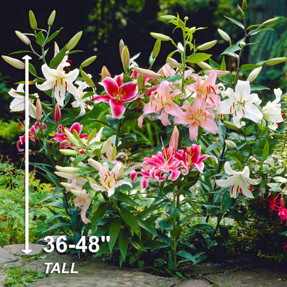 Garden State Bulb Mixed Oriental Lily Flower Bulbs, 14/16cm, Spring Planting (Bag of 20)