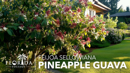 Pineapple Guava - 3 Live Plants - Feijoa Sellowiana - Edible Fruit and Flowering Foliage