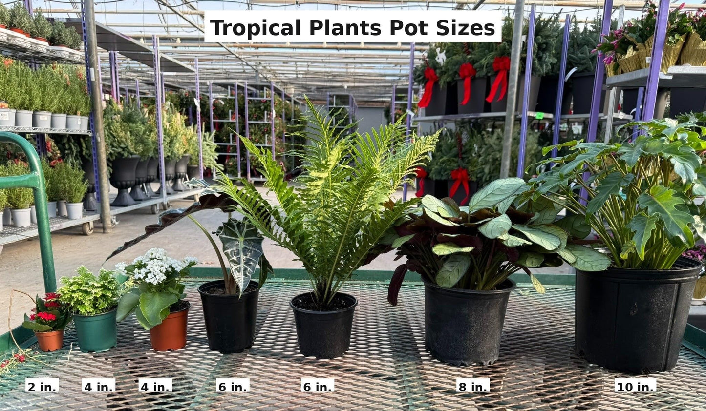 RedCrocus - RedCrocus Moonshine Ficus - Variegated Indoor Plant with Chartreuse Foliage, Bushy & Compact, Perfect for Decor & Floral Arrangements, Pet Warning, Indoor Use 6" Pot