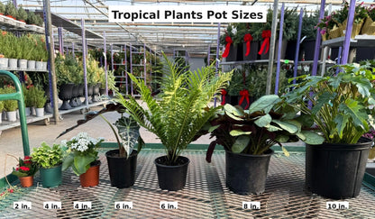 RedCrocus - RedCrocus Tiny Dancer Elephant Ear Alocasia, Compact Foliage Plant for Shade, Indoor & Container Use, Tough, Attractive, Pet Warning, Well-Drained Soil, Moderate Humidity 6" Pot