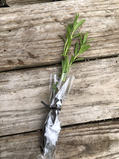 Smoke Camp Crafts Organic Pussy Willow Plant, 2.5-inch Pot, Easter Tree Shrub