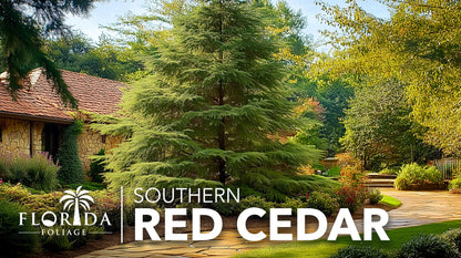 Southern Red Cedar Tree | 20 Live Plants | Juniperus virginiana Silicicola | Fast Growing Evergreen Hardy Trees