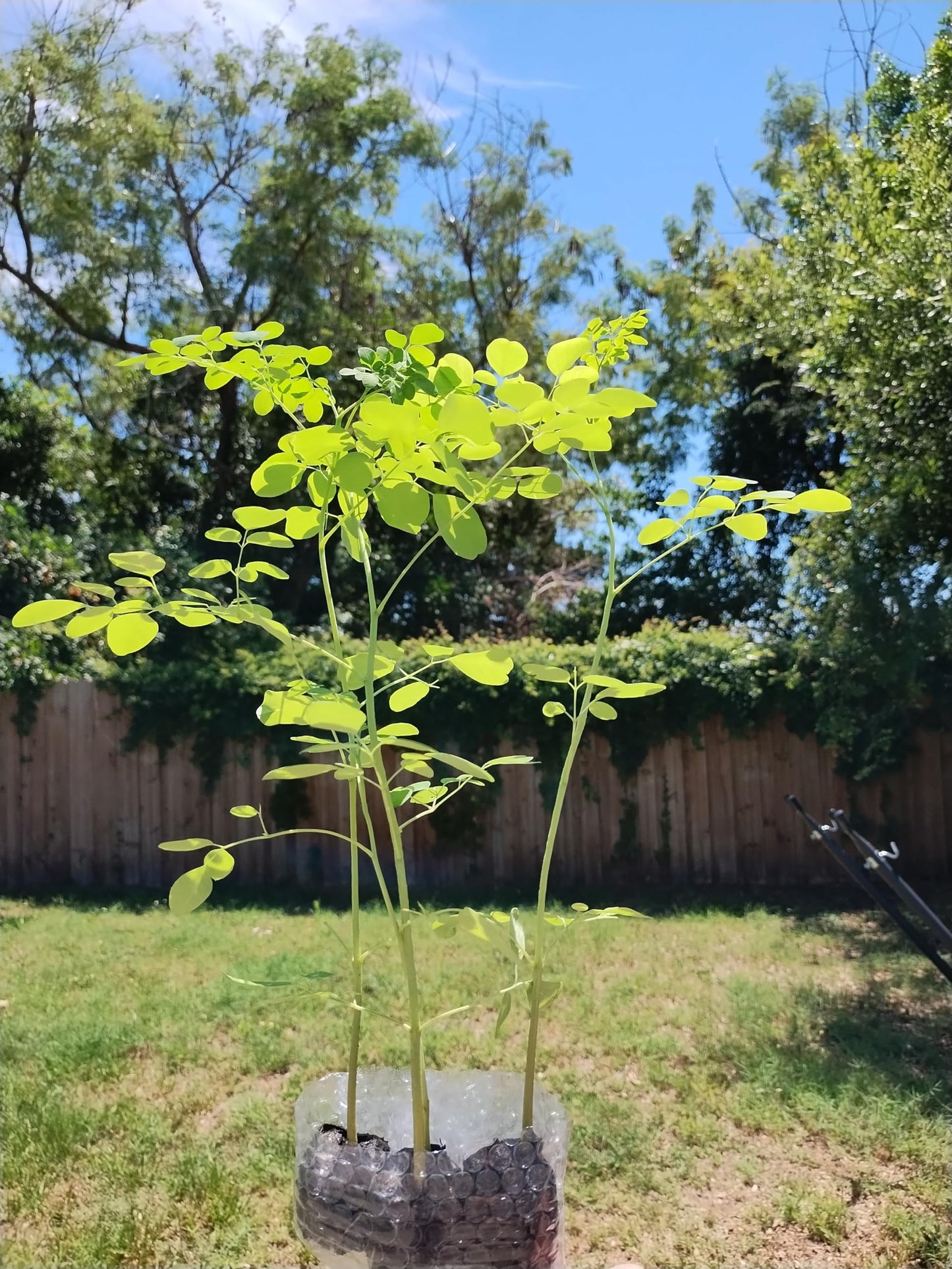 Moringa Tree Live Moringa Plant with Moringa Seeds, Non GMO, Organically Grown Moringa Tree Seedling with Moringa Seeds, Live Moringa Plant
