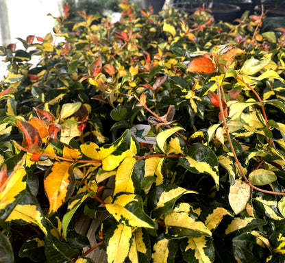 Jasmine Summer Sunset | 10 Live Quart Size Plants | Trachelospermum Asiaticum | Colorful Ground Cover | Ornamental Foliage Plants