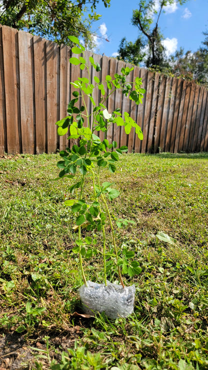 Moringa Tree Live 1 Moringa Plant with Free Moringa Seeds. Drumstick Tree - Miracle Tree - Malunggay - Easy to Grow - Herb - Vegetable - Nutrient-Dense