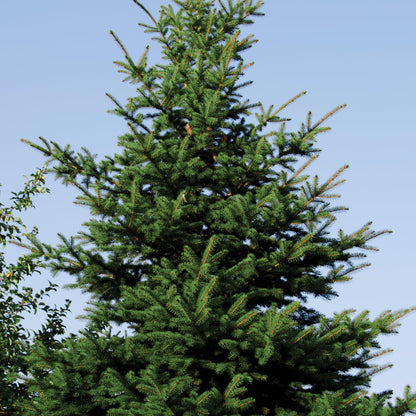 Norway Spruce Tree Seedling Plugs | 6"-12" | Arbor Day Foundation (5-Pack)