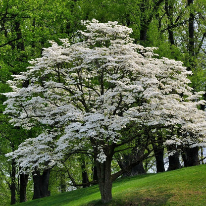 Live Plant - White Flowering Dogwood Tree, 10-16" Tall Live Plant, Quart Pot - Cornus Florida