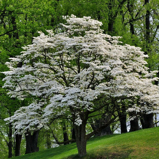 Live Plant - White Flowering Dogwood Tree, 10-16" Tall Live Plant, Quart Pot - Cornus Florida