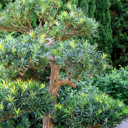 Perfect Plants Podocarpus Pringles 7 Gallon Growers Pot | Elegant Japanese Yew Perfect for Foundational Planting or Shrub Borders