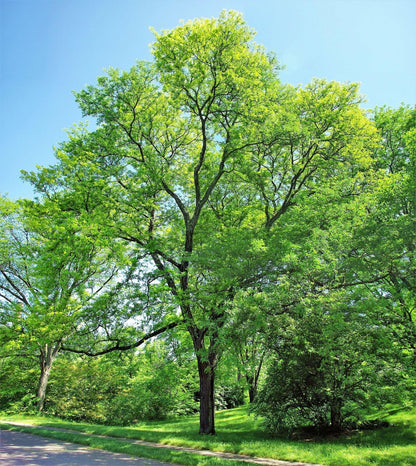 5 Honey Locust Trees - 10-18" Tall Live Plants - Fast Growing Shade Tree Seedlings - Gleditsia triacanthos - (5 Pack)