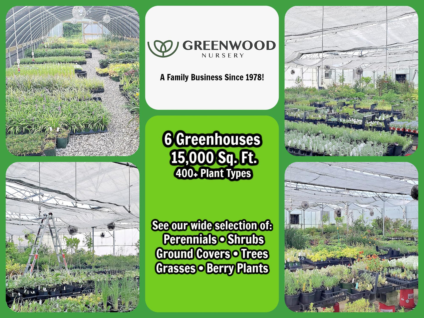 Greenwood Nursery: Live Trees - Nellie R. Stevens Holly Tree + Ilex X - [Qty: 1x 2.5 Pot] - (Click for Other Available Plants/Quantities)