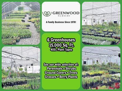 Greenwood Nursery: Live Trees - Nellie R. Stevens Holly Tree + Ilex X - [Qty: 1x 2.5 Pot] - (Click for Other Available Plants/Quantities)