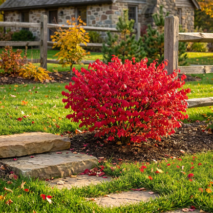 Dwarf Burning Bush Shrub Live Plant - Bare Root, Euonymus Alatus, Low Maintenance, Compact Dwarf Shrub with Brilliant Red Foliage for Garden & Landscape