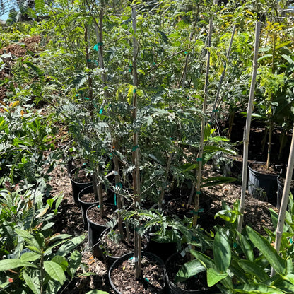Tamarind Tree Live Plant 3 Feet Tall, in 3 Gallon Pot, Sour Tamarind Plant Live for Planting Outdoor, No Shipping to CA