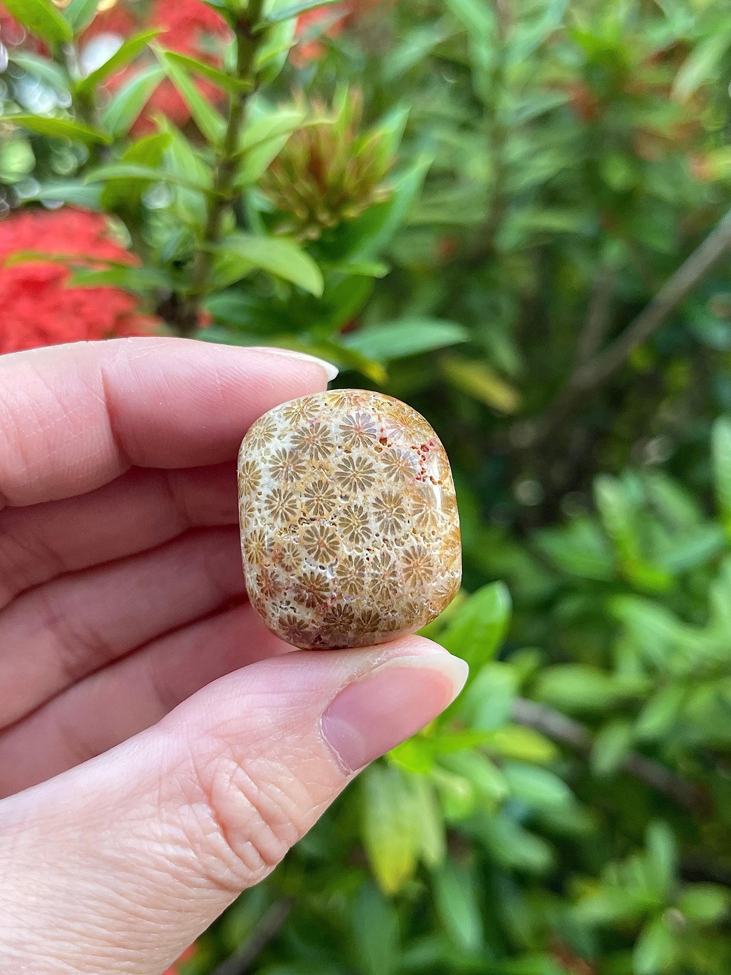 GAF TREASURES Wholesale Fossil Coral Tumbled Stones, Polished Natural Fossil Coral Gemstone, Fossil Coral Polished Rocks (Fossil Coral, 0.25 Pound)