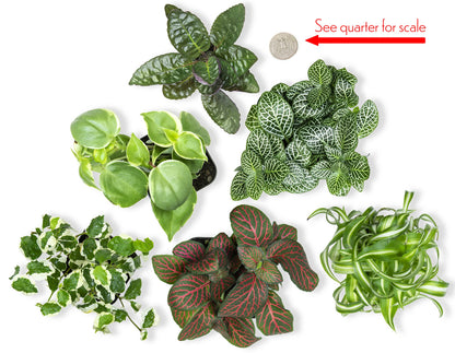Easy to Grow Houseplants (6 Pack) + Classic Houseplant Collection (4PK) - Home and Office Plant Assortment with Low Maintenance Indoor Plants