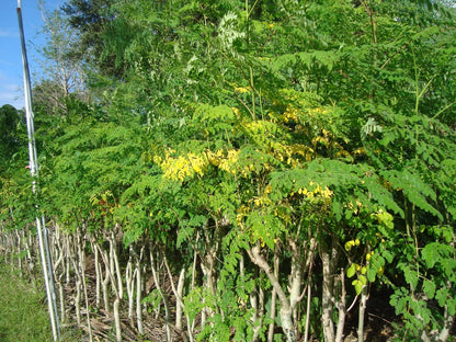 ENDLESS FOREST FARMS 25+ Seeds The Tree of Life - The Moringa Tree Easy to Grow, Fast Growing Tree