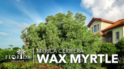 Wax Myrtle | 10 Live Plants | Myrica Cerifera | Fast Growing Shrub, Privacy Screen, Evergreen Foliage, Ornamental, Drought Tolerant, Low Maintenance, Garden Landscape