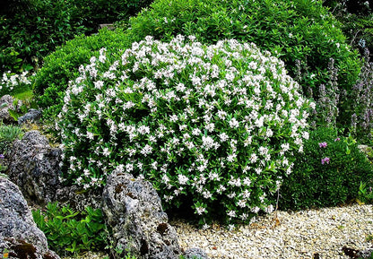 August Beauty | 3 Live Plants | Gardenia Jasminoides | Fragrant Blossoms, Evergreen Shrub, Indoor Outdoor Plant, Ideal for Landscaping, Low Maintenance, Beautiful White Flowers