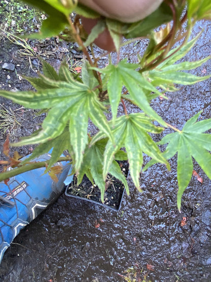 Ikandi Dwarf Variegated Japanese Maple 2 -Year Plant