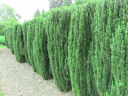 Live Plant - 5 Sky Pencil Holly Shrubs/Trees/Hedges - 3-6" Tall Live Plants - 2.5" Pots