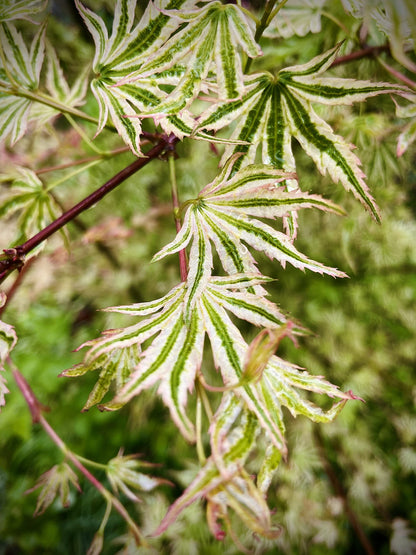 Ikandi Dwarf Variegated Japanese Maple 2 -Year Plant